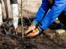 Trees for All bomen planten